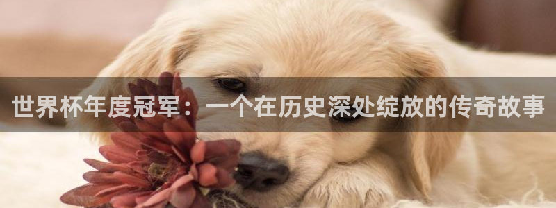 世界杯在线直播：世界杯年度冠军：一个在历史深处绽放的传奇故事