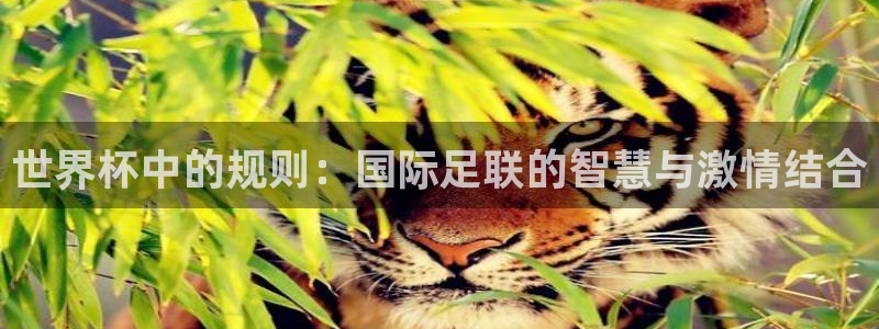 2026年世界杯直播平台：世界杯中的规则：国际足联的智慧与激情结合